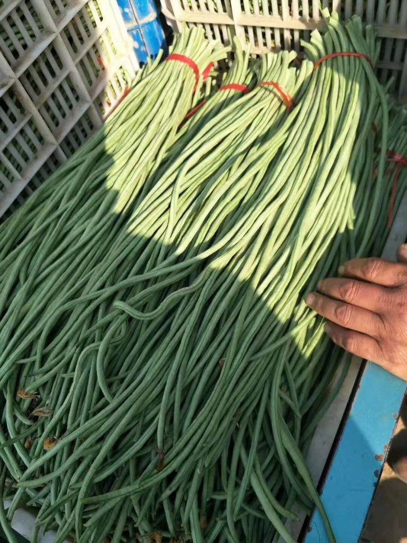 长豆角大量上市，代收发往全国各地，有需要的客联系！