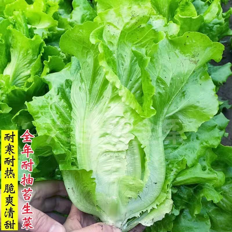 耐热耐抽苔生菜种子四季生菜种子意大利生菜种子半包心