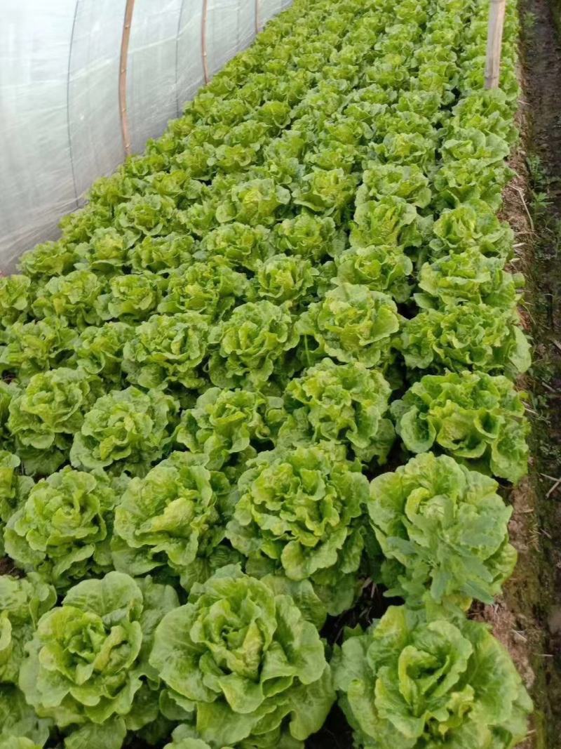 耐热耐抽苔生菜种子四季生菜种子意大利生菜种子半包心
