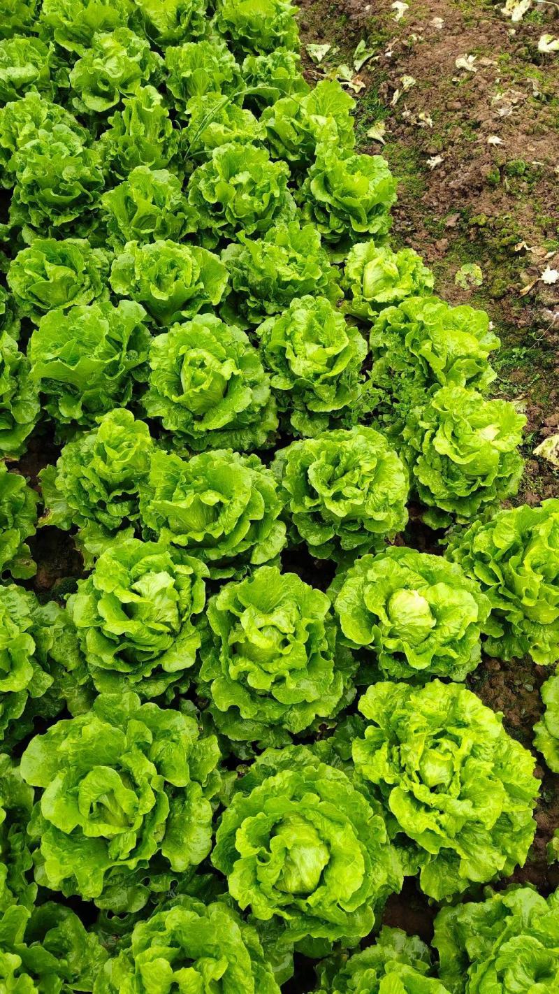 耐热耐抽苔生菜种子四季生菜种子意大利生菜种子半包心