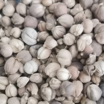 泽润中药批发供应白豆蔻大统货0.2筛