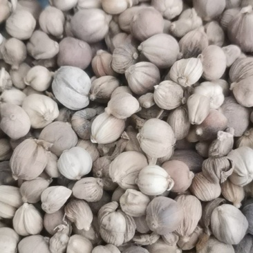 泽润中药批发供应白豆蔻大统货0.2筛