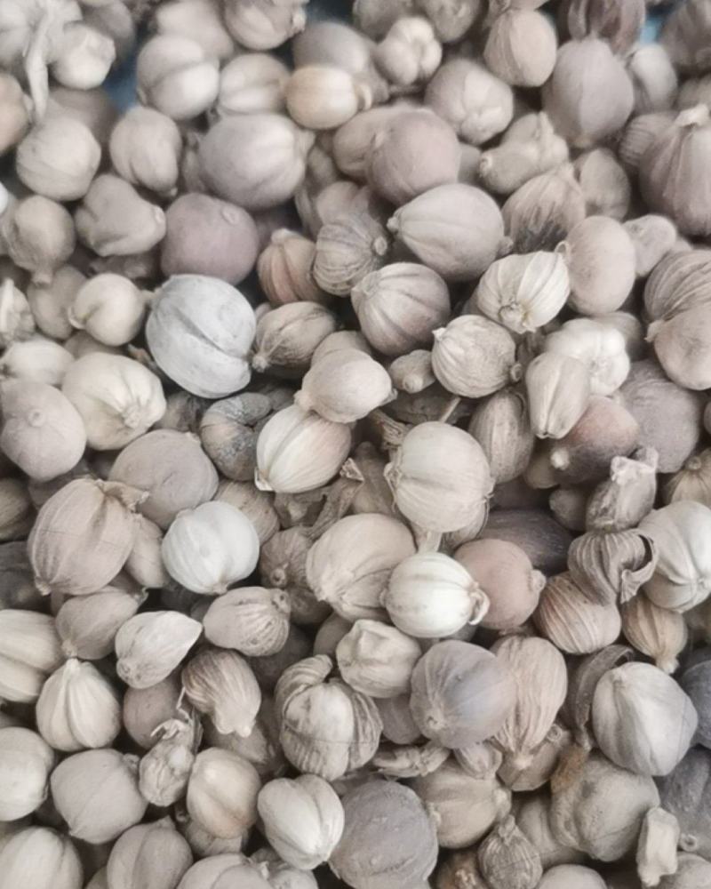 泽润中药批发供应白豆蔻大统货0.2筛