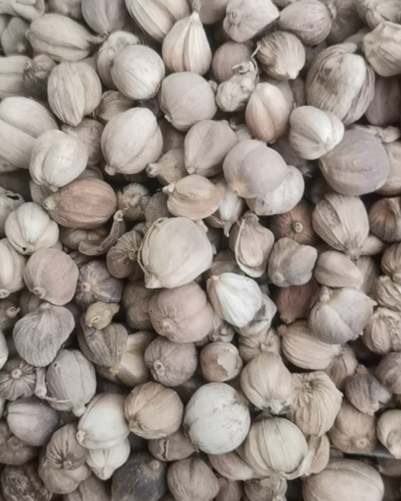 泽润中药批发供应白豆蔻大统货0.2筛
