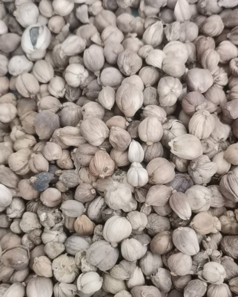 泽润中药批发供应白豆蔻大统货0.2筛