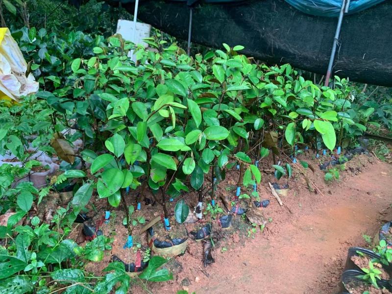 越南进口牛奶果苗紫色牛奶果带营养杯苗发货包邮