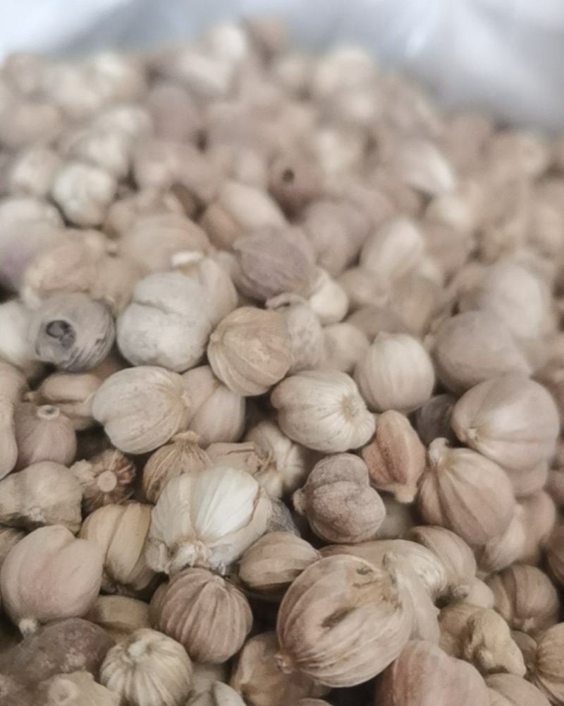 泽润中药批发供应白豆蔻大统货0.2筛