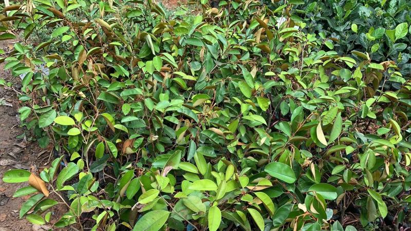 越南进口牛奶果苗紫色牛奶果带营养杯苗发货包邮