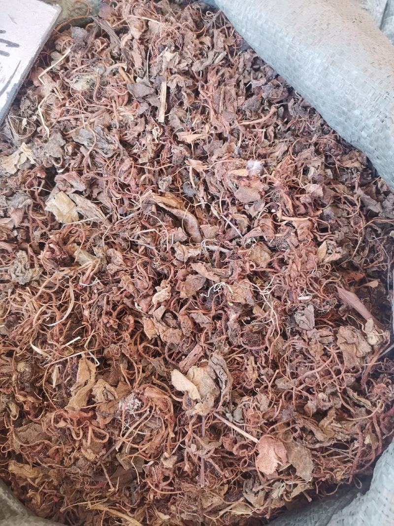 大西南虎耳草无杂净货量大从优欢迎选购
