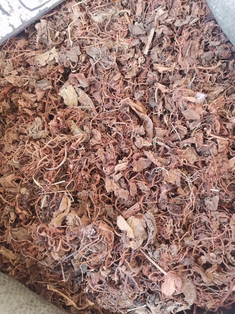 大西南虎耳草无杂净货量大从优欢迎选购