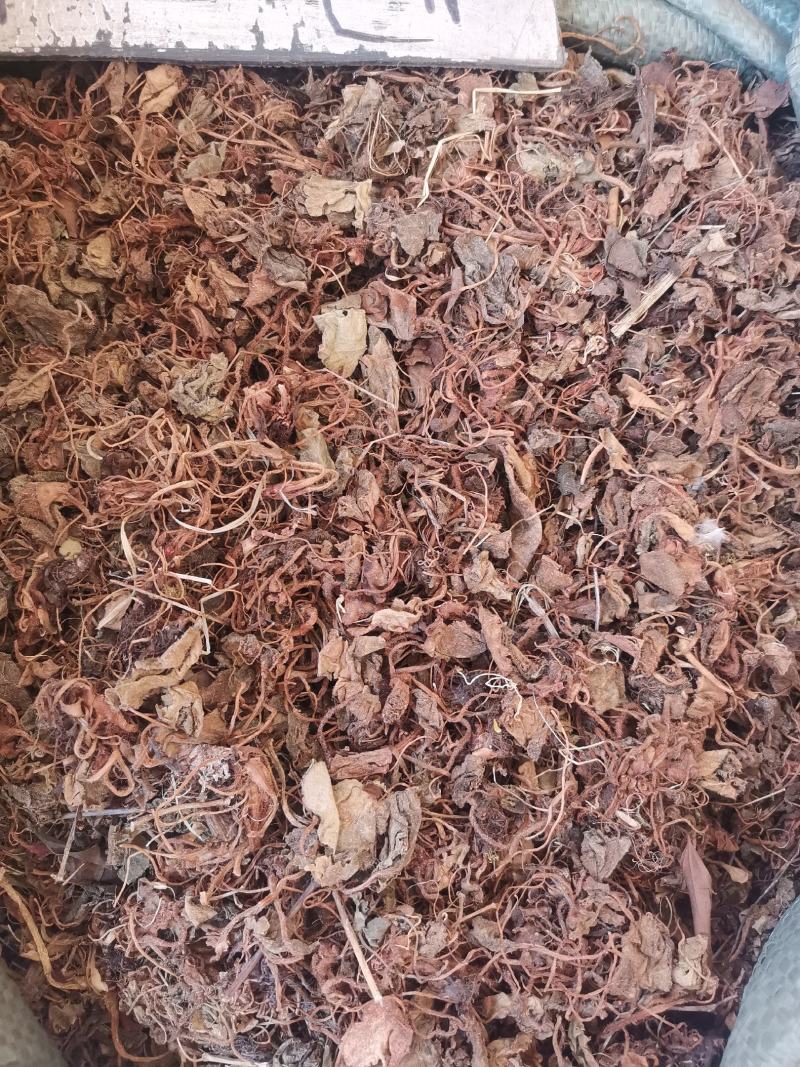 大西南虎耳草无杂净货量大从优欢迎选购