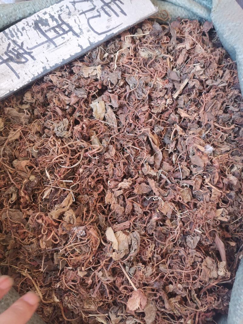 大西南虎耳草无杂净货量大从优欢迎选购