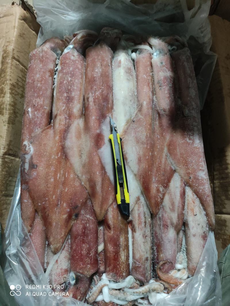 红鱿印尼鱿北部湾船冻鱿