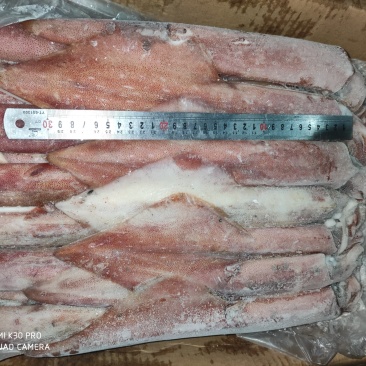 红鱿印尼鱿北部湾船冻鱿