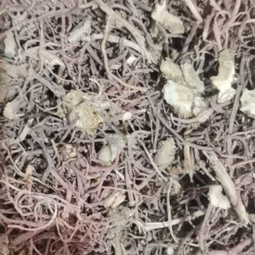 紫苑泽润中药批发供应紫苑水洗统货无杂质