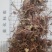 紫苑泽润中药批发供应紫苑水洗统货无杂质