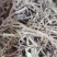 紫苑泽润中药批发供应紫苑水洗统货无杂质