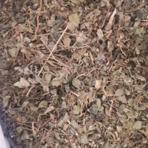 大西南绣花针虎刺无杂净货量大从优欢迎选购
