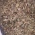 大西南绣花针虎刺无杂净货量大从优欢迎选购