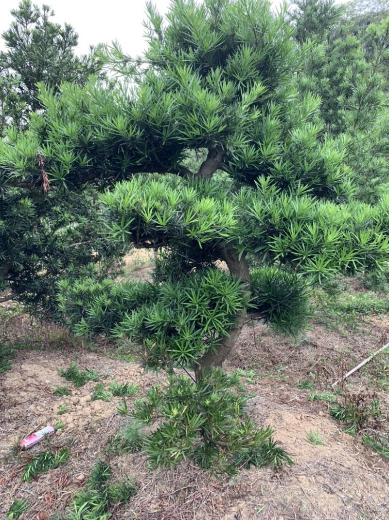 罗汉松