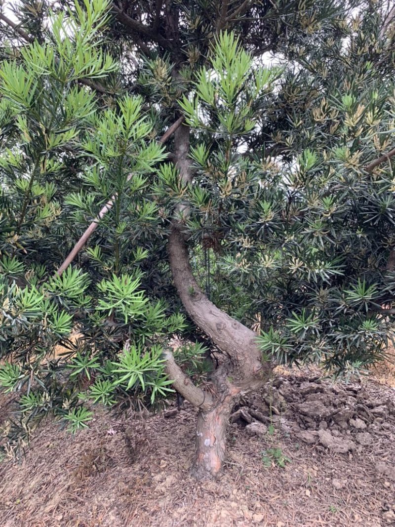罗汉松