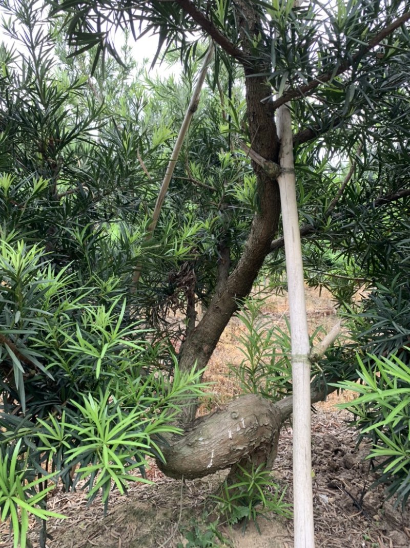 罗汉松