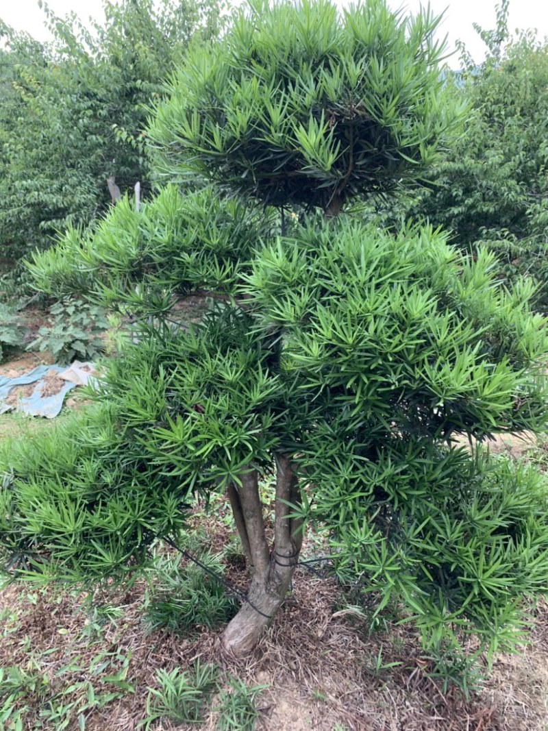 罗汉松