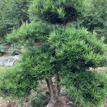 罗汉松