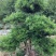 罗汉松