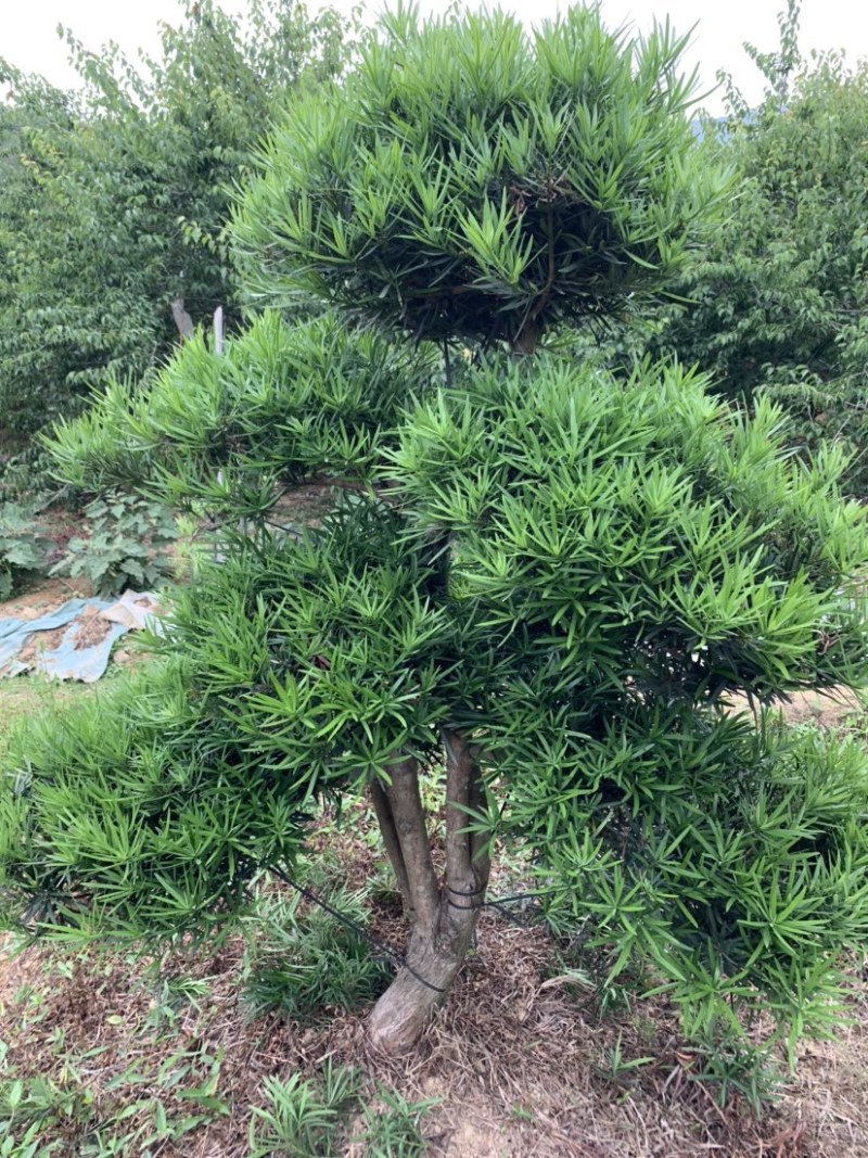 罗汉松