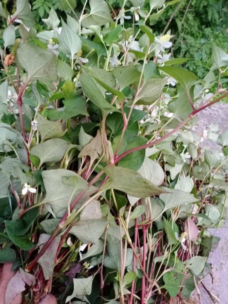 野生水洗鱼腥草无硫干度好叶绿鱼腥草干货折耳根中药材饮品
