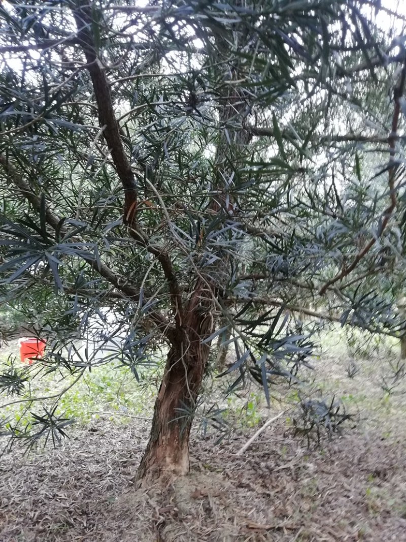 罗汉松