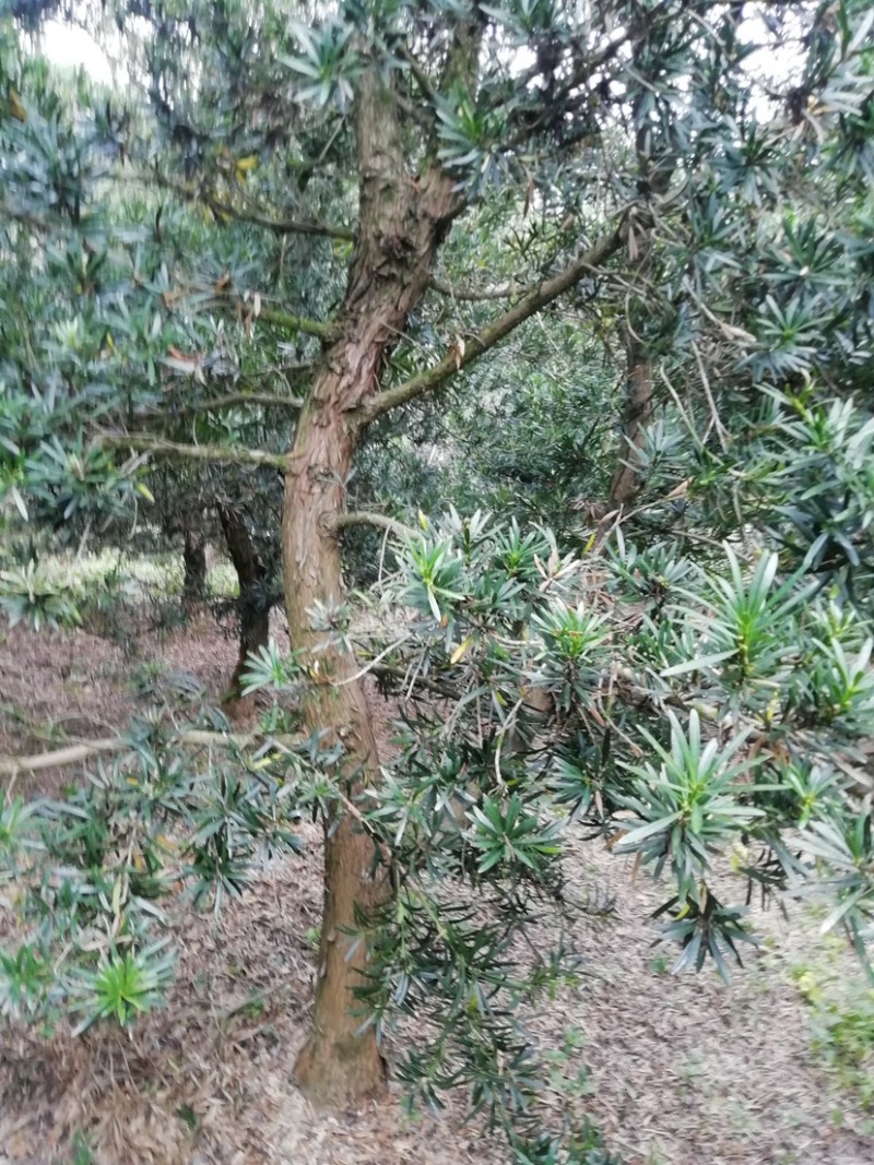 罗汉松