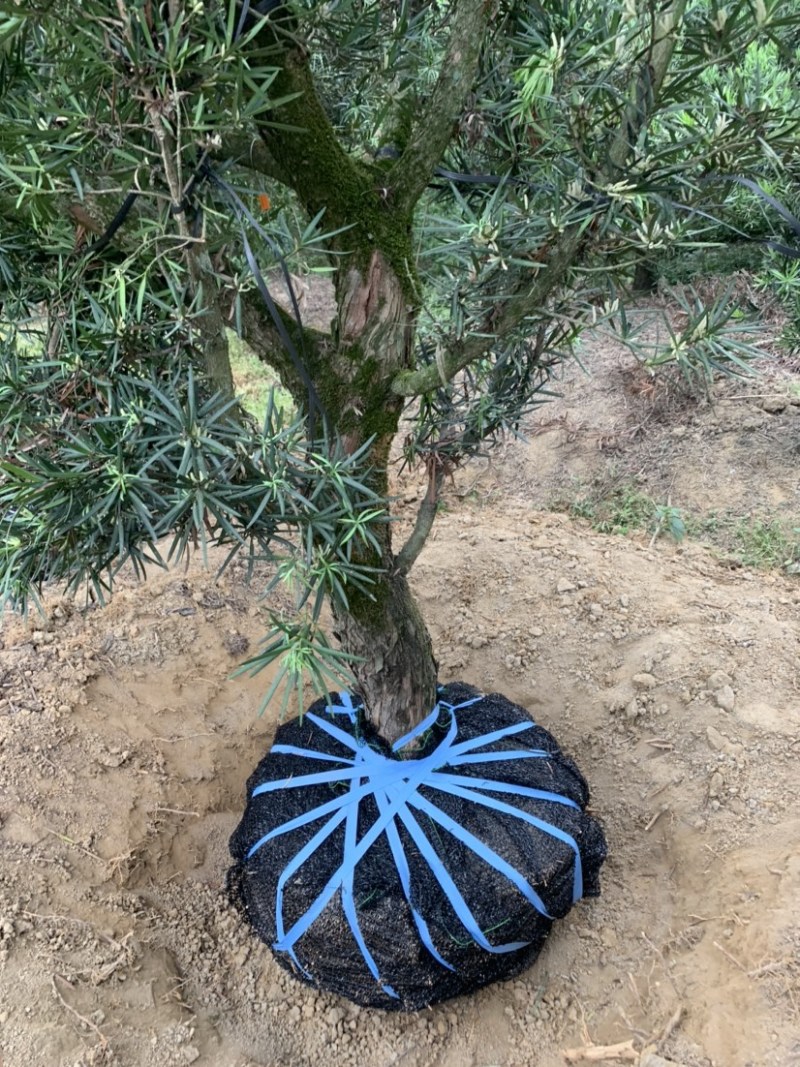 罗汉松