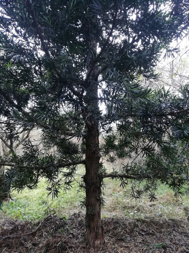 罗汉松