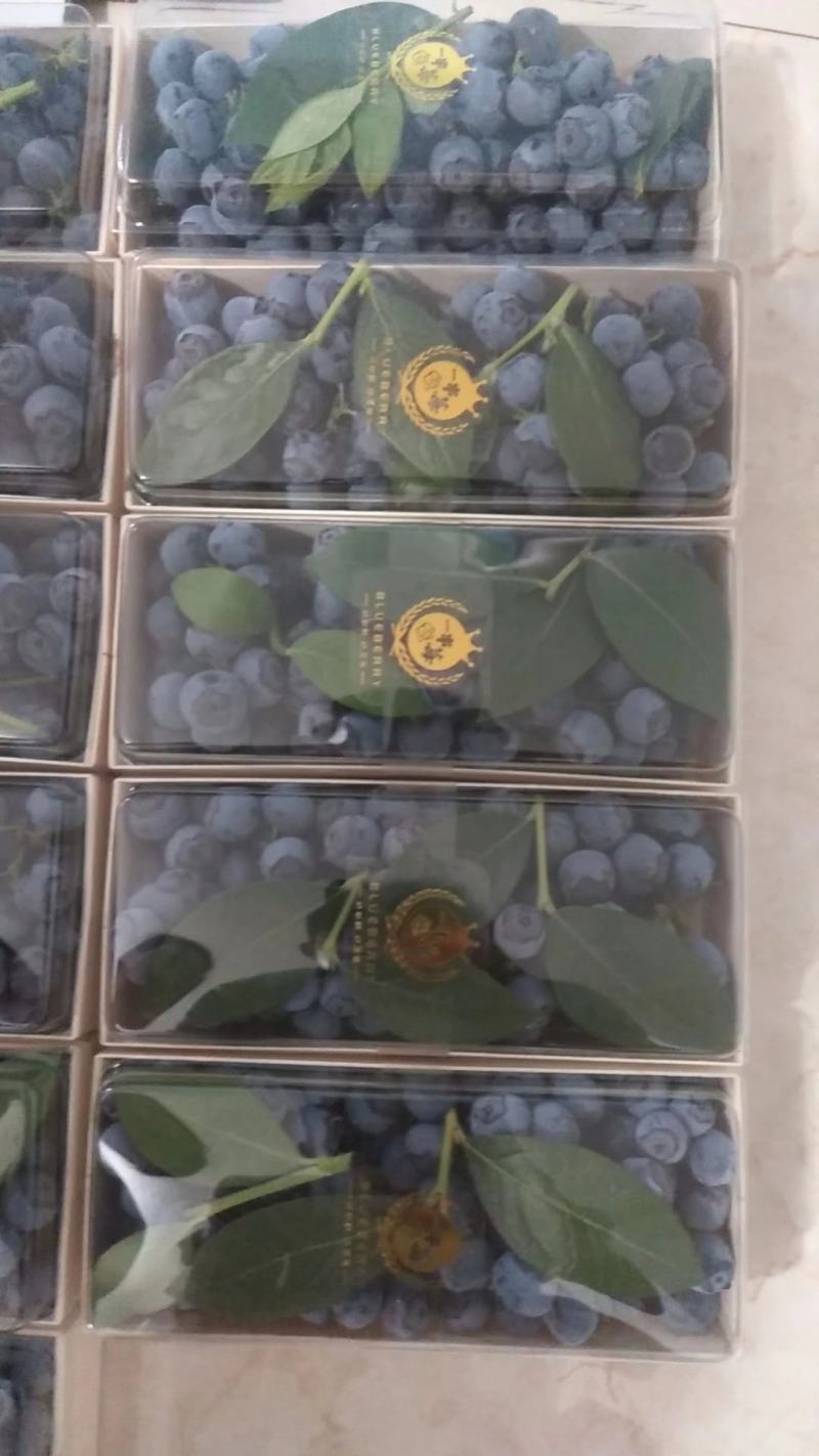 绥中蓝莓花香L25大量供货