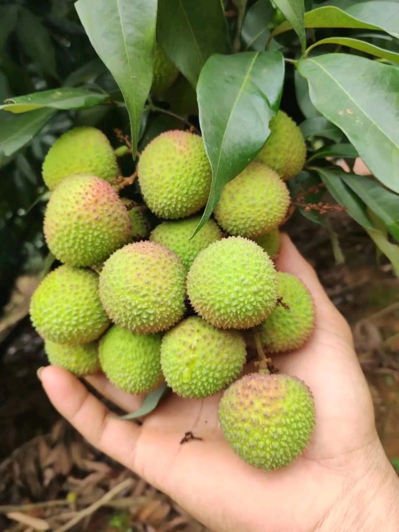 靓货，妃子笑荔枝一手货源，欢迎预定，各位老板来场地咨询