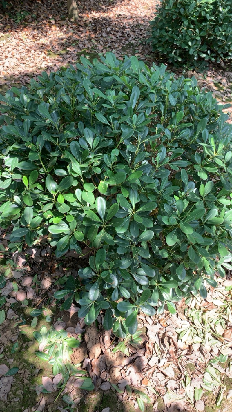 【精选】海桐球，目前的大规格，成片的海桐规格多样