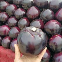 河北精品黑紫园茄，产地直发全国各地有各种各样包装，可视频