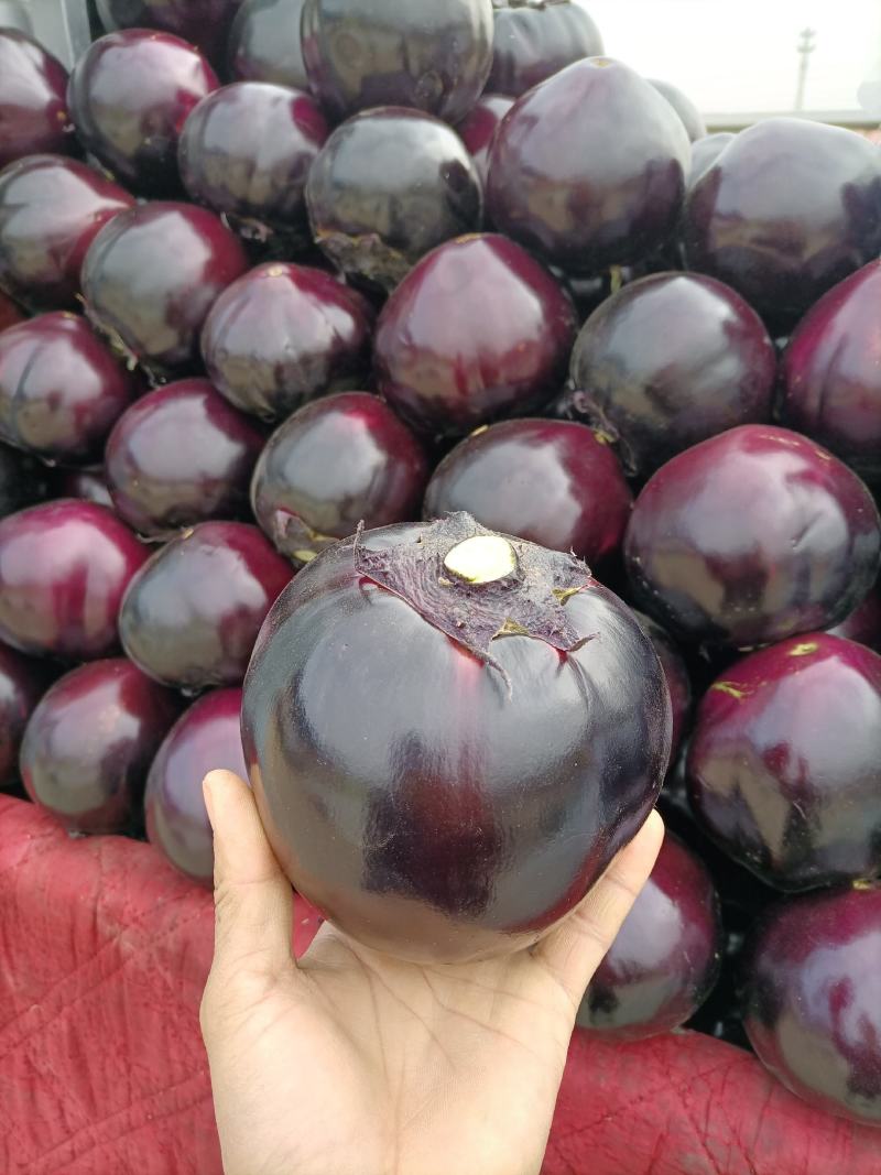 河北精品黑紫园茄，产地直发全国各地有各种各样包装，可视频