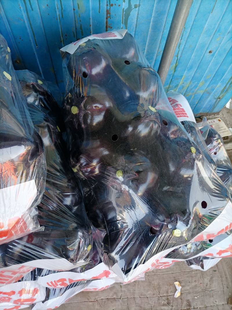 河北精品黑紫园茄，产地直发全国各地有各种各样包装，可视频