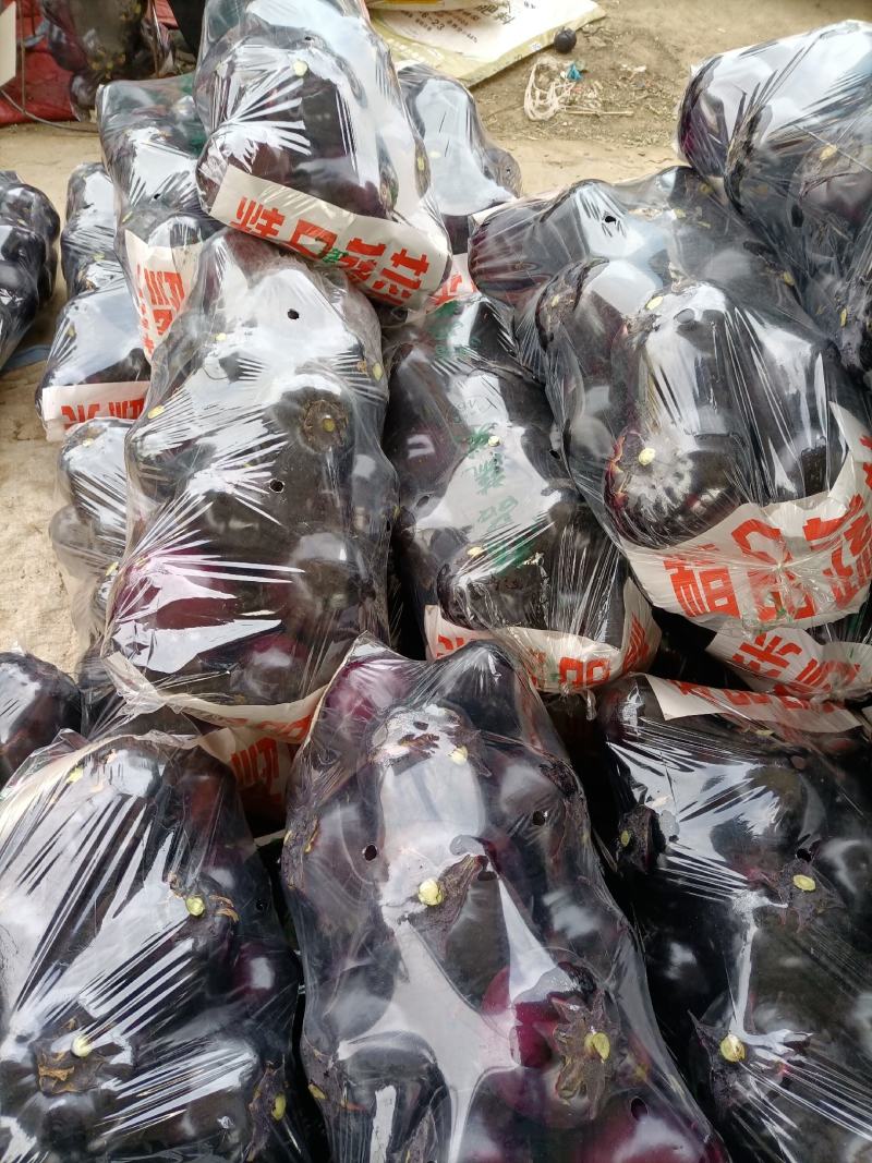 河北精品黑紫园茄，产地直发全国各地有各种各样包装，可视频