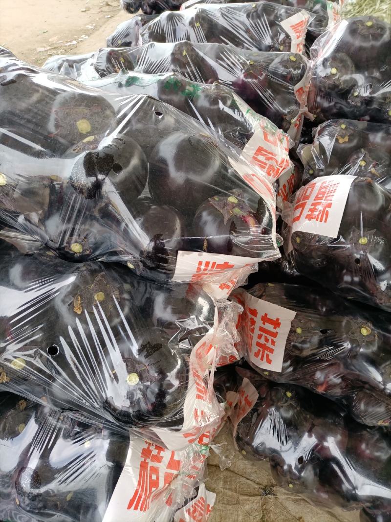 河北精品黑紫园茄，产地直发全国各地有各种各样包装，可视频
