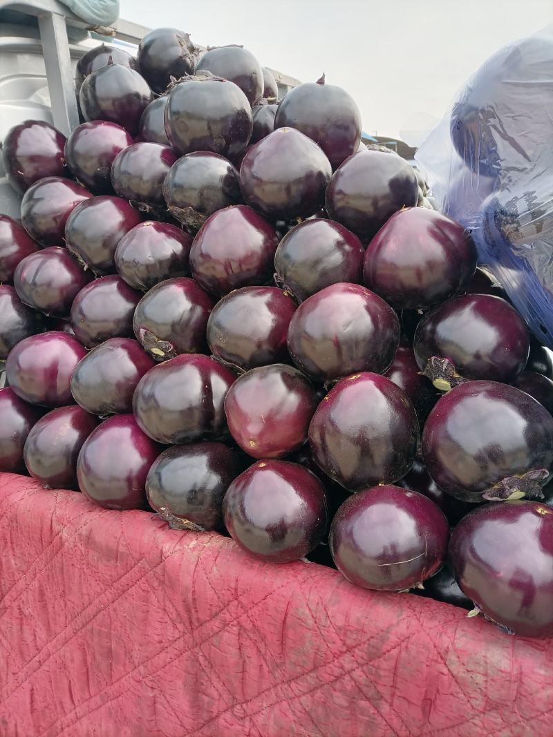 河北精品黑紫园茄，产地直发全国各地有各种各样包装，可视频