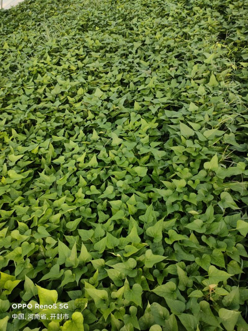中华淀粉王一号脱毒红薯种苗商薯苗有货技术指导