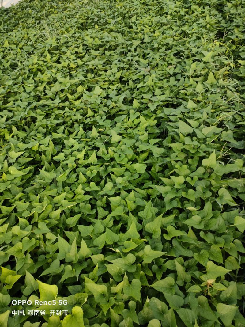 中华淀粉王一号脱毒红薯种苗商薯苗有货技术指导