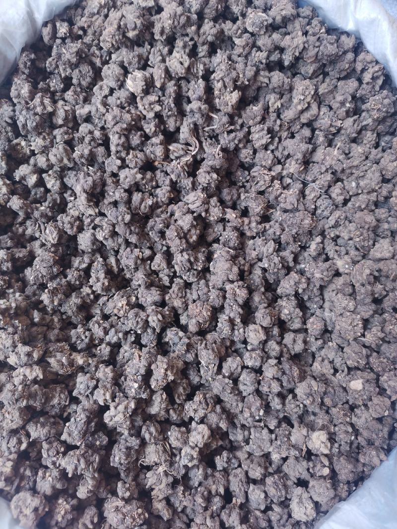 优质河南猫爪草无杂净货量大从优欢迎选购