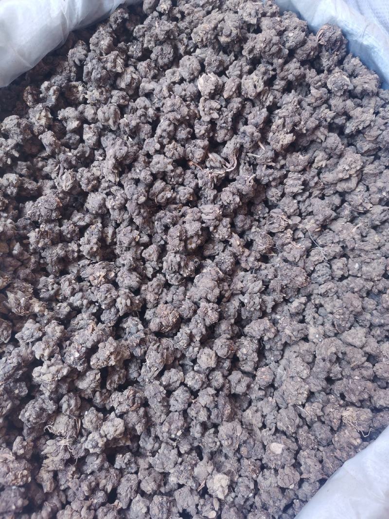 优质河南猫爪草无杂净货量大从优欢迎选购