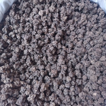 优质河南猫爪草无杂净货量大从优欢迎选购