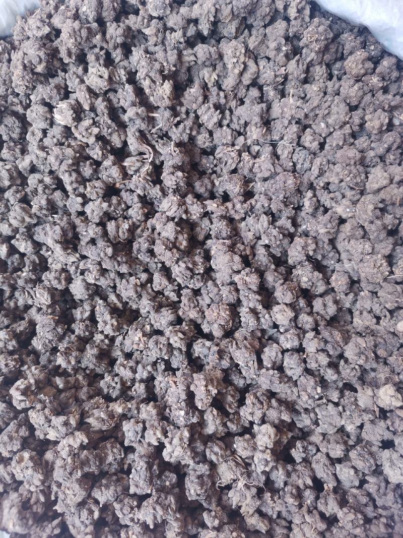 优质河南猫爪草无杂净货量大从优欢迎选购